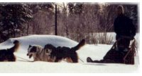 Dogsledding: Breaking new snow